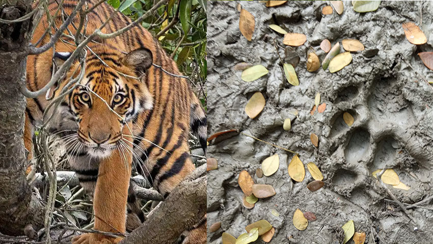 লোকালয়ে ঢুকে পড়েছে বাঘ, আতঙ্কে তিন গ্রাম