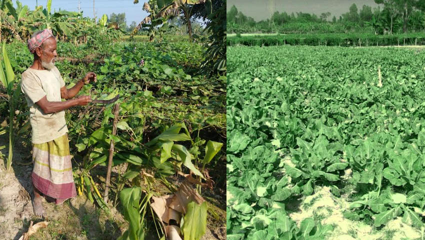 শীতের আগাম সবজি চাষে ব্যস্ত গোবিন্দগঞ্জের চাষিরা