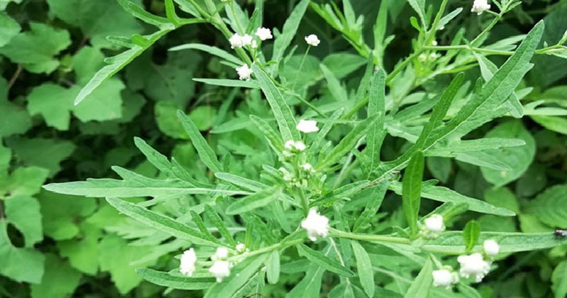 বিষাক্ত উদ্ভিদ পার্থেনিয়ামে সয়লাব ঘিওর