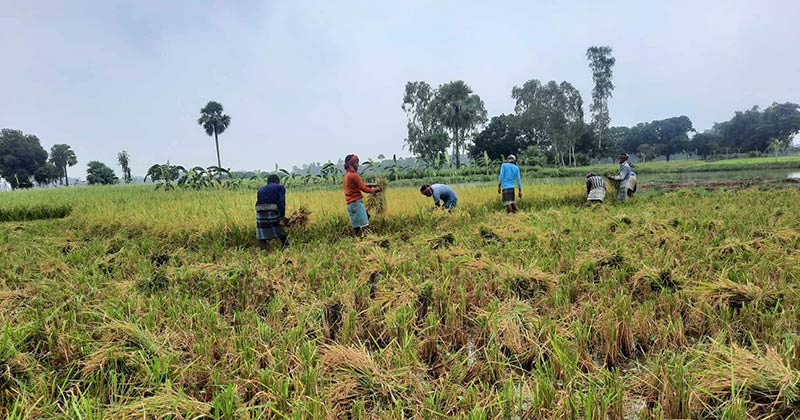 নওগাঁয় চলছে আমন ধান কাটা-মাড়াইয়ের মহোৎসব
