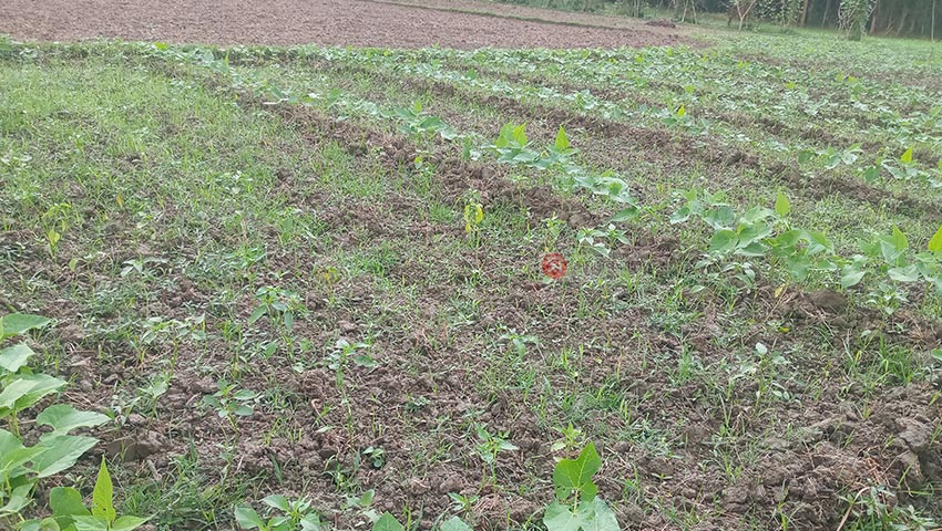 অসময়ের বৃষ্টিতে শীতকালীন সবজির ব্যাপক ক্ষতির সম্ভাবনা 