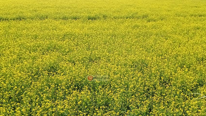 সরিষার রেকর্ড আবাদে মাঠজুড়ে হলুদের ঢেউ, কৃষকের মুখে হাসি