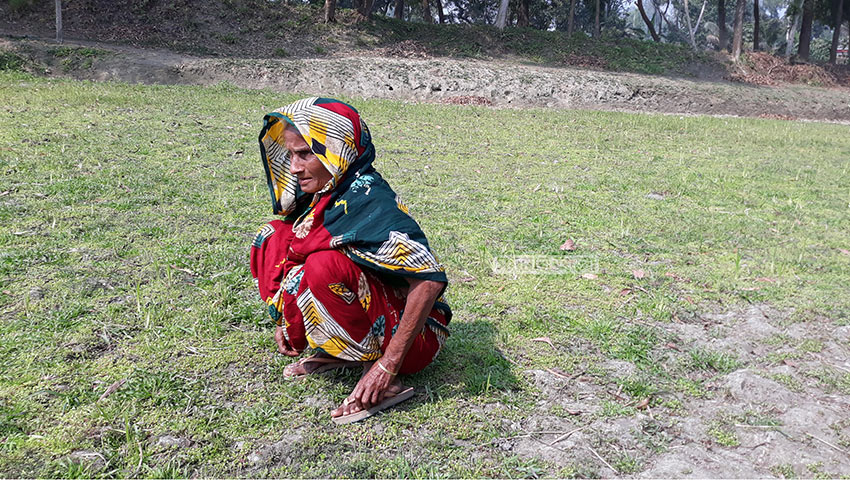 গাজীপুরের কালিয়াকৈরের দক্ষিণপাকুল্লা গ্রামের বিধবা বৃদ্ধা সুর্যভানু শেষ সম্বল রক্ষায় জমিতে বসে আছেন । ছবি: সময়ের আলো