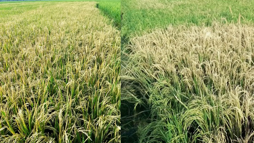 বিষাক্ত কীটনাশকে পুড়ল কৃষকের স্বপ্ন