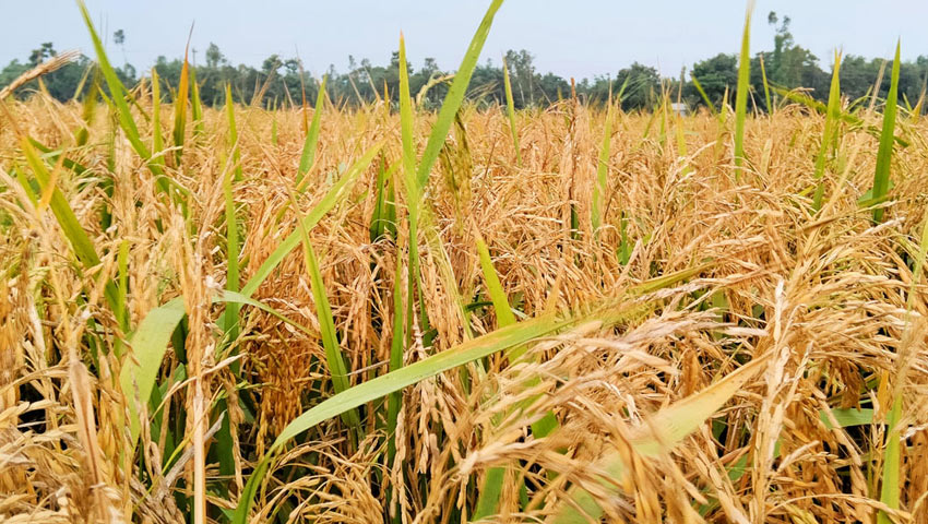 প্রতীকী ছবি