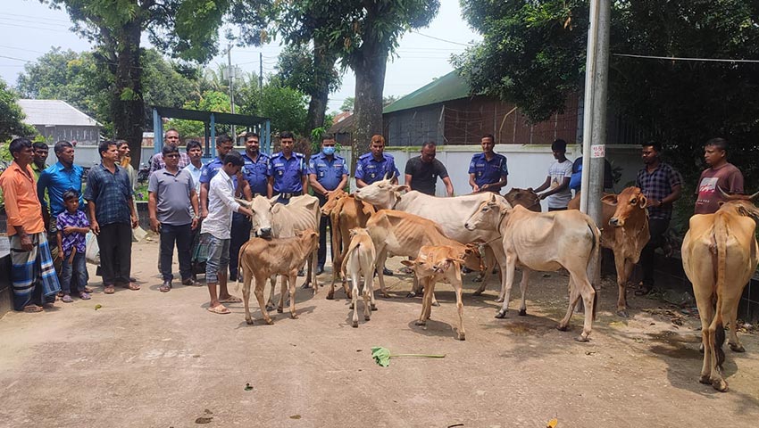 গাইবান্ধায় কাশবন থেকে চুরি যাওয়া ১২ গরু উদ্ধার