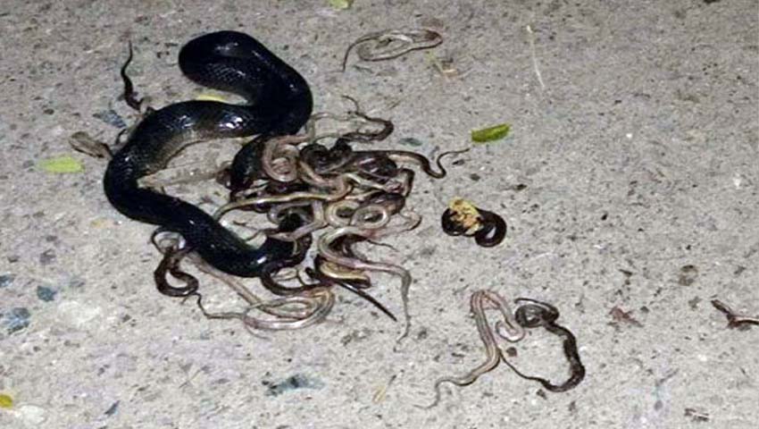 নির্বিচারে মারা হচ্ছে সাপ