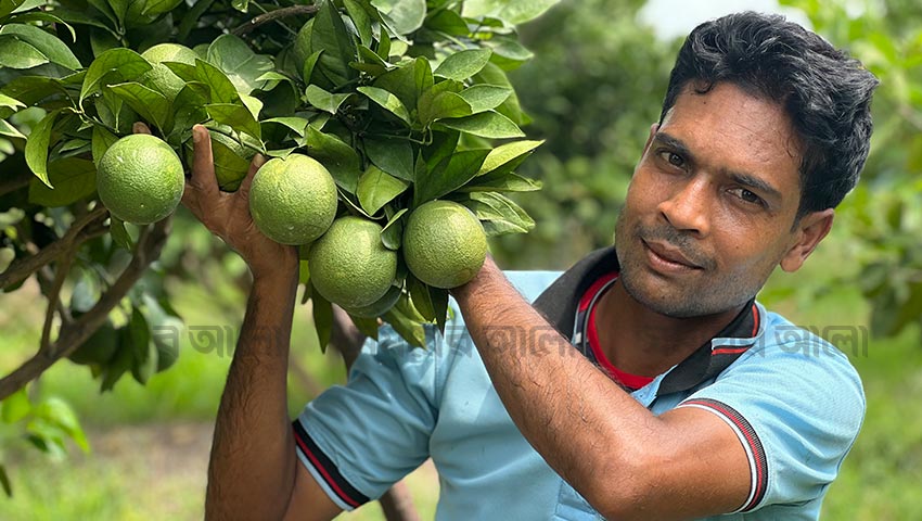 চাকরিতে ব্যর্থ হলেও মিশ্র ফল চাষে সাইদুলের বাজিমাত