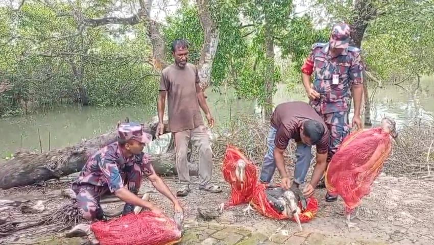 উদ্ধারের পর সুন্দরবনে ৪ মদনটাক পাখি অবমুক্ত