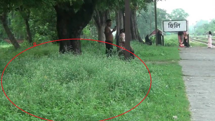 হিলির আনাচে-কানাচে বিষাক্ত পার্থেনিয়াম, হুমকির মুখে পরিবেশ