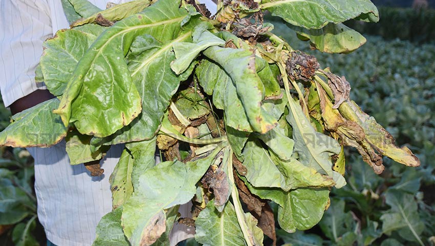 রাজবাড়ীতে আগাম ফুলকপিতে ব্যাকটেরিয়া, দুশ্চিন্তায় কৃষক