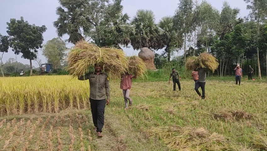 বিনা পারিশ্রমিকে বৃদ্ধ বর্গাচাষির ধান কেটে দিলেন আনসার ভিডিপির সদস্যরা 