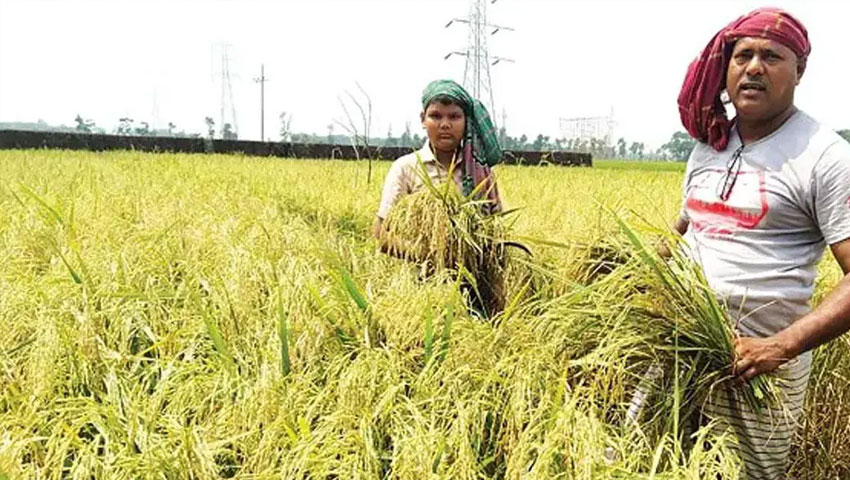 ধান আবাদে নতুন রেকর্ড   