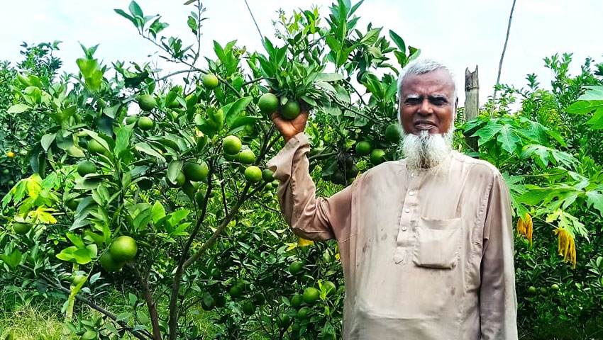মিশ্র ফল বাগানে মাল্টা চাষে বাজিমাত