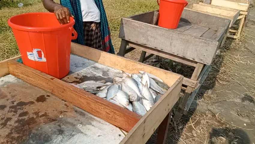 ভেদরগঞ্জে মা ইলিশ কেনাবেচার মহোৎসব