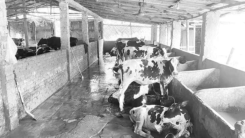 অ্যানথ্রাক্স আতঙ্কে পশু পালনে অনীহা