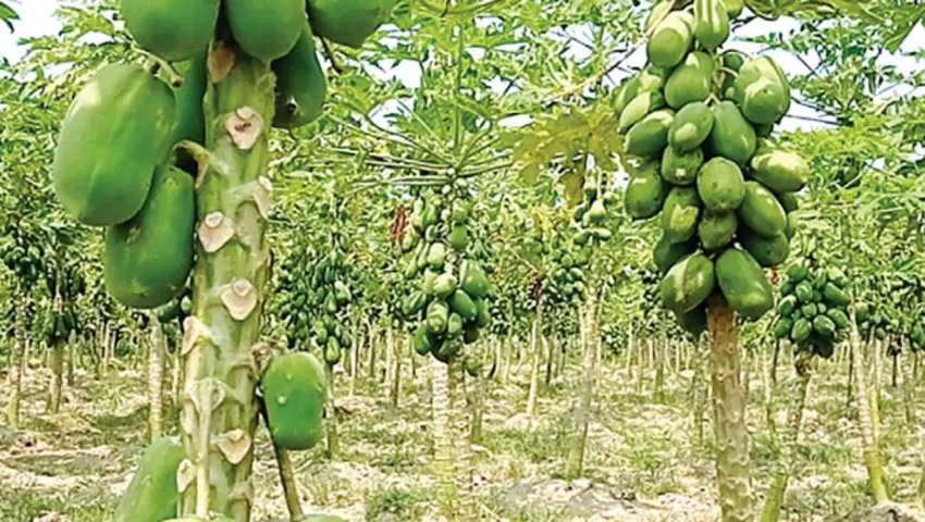 পেঁপে চাষে ঝুঁকছেন শিবচরের কৃষকরা