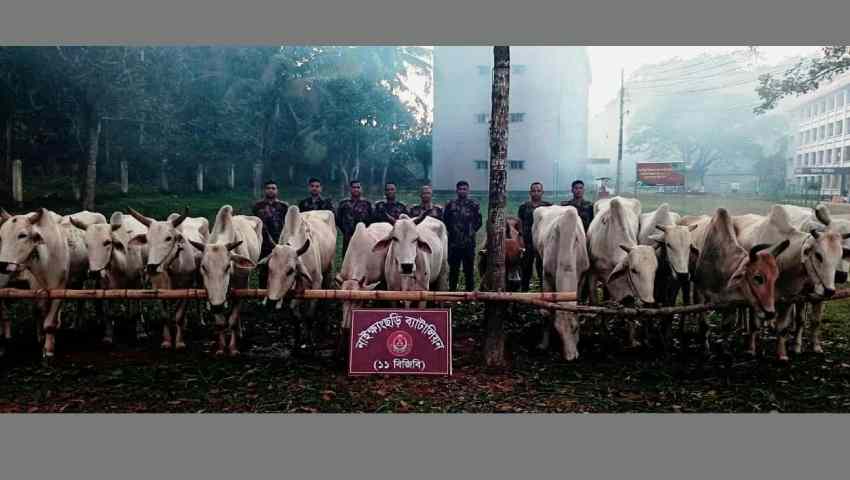 বিজিবির অভিযানে ১৫ বার্মিজ গরু জব্দ