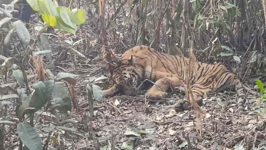 সুন্দরবনে হরিণের ফাঁদে বাঘ আটকা