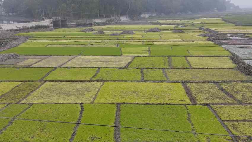 ঘন কুয়াশায় নষ্ট হচ্ছে বীজতলা 