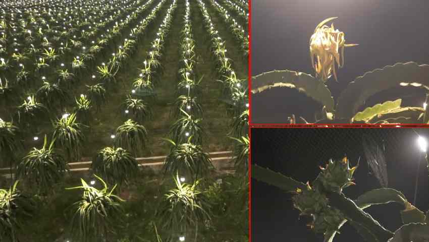 লাইট ইনডোর্স পদ্ধতিতে ড্রাগন চাষে ফলন তিনগুণ