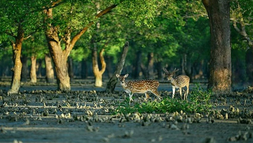 সুন্দরবনে একশ কেজি হরিণের মাংস উদ্ধার