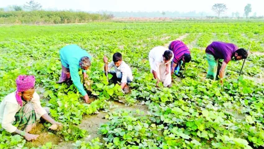 কেশর আলু চাষে বাজিমাত