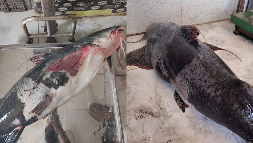 মেঘনায় ধরা পড়লো ২০ কেজির বাঘা আইড়