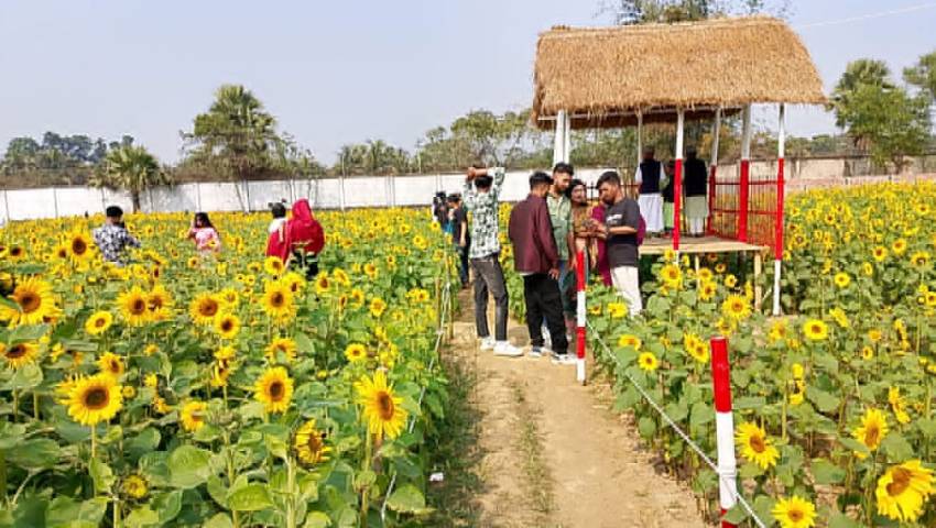 সূর্যমুখী বাগান ঘিরে গ্রামীণ পর্যটন বিকাশের হাতছানি