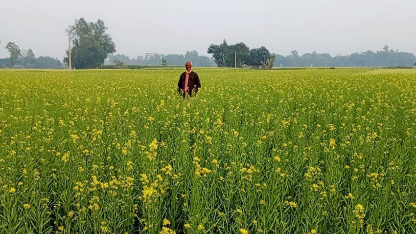 পতিত জমিতে বিনা চাষে সরিষা আবাদ 