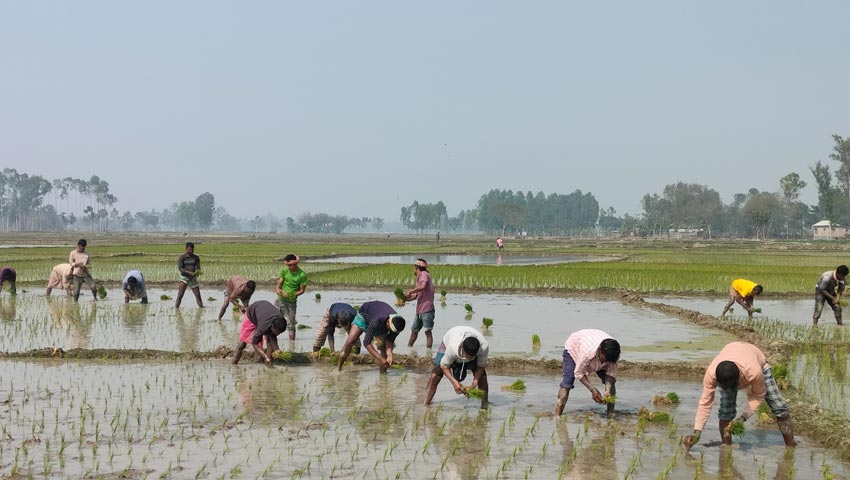 দুই লাখ হেক্টর জমিতে ধান চাষের লক্ষ্যমাত্রা