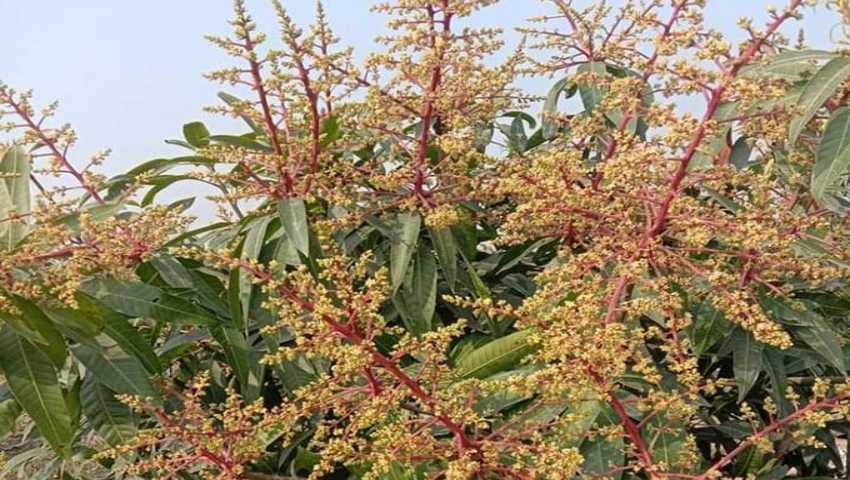 গাছে গাছে ঘ্রাণ ছড়াচ্ছে আমের মুকুল