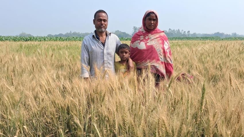 পীরগঞ্জে আগাছা নাশক ছিটিয়ে প্রতিবন্ধী কৃষকের ফসল নষ্টের অভিযোগ 