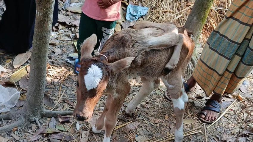  ৬ পা নিয়ে বাছুরের জন্ম, উৎসুক জনতার ভিড়