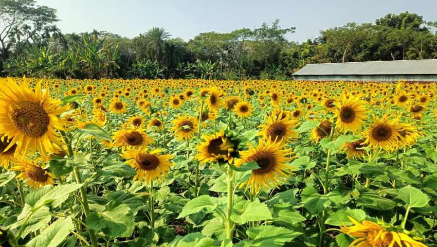 পতিত জমিতে বাড়ছে সূর্যমুখী চাষ