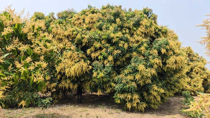 সবুজ পাহাড় এখন মুকুলের গালিচায় ঢাকা