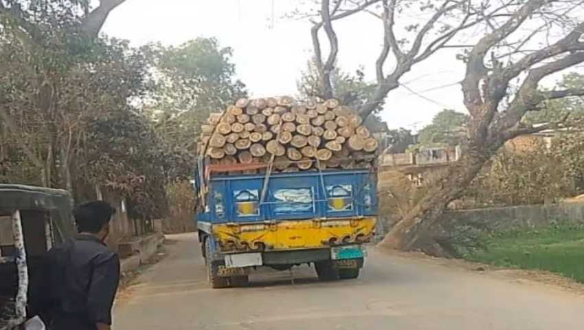 বন কর্মকর্তার যোগসাজশে কাঠ পাচারের অভিযোগ
