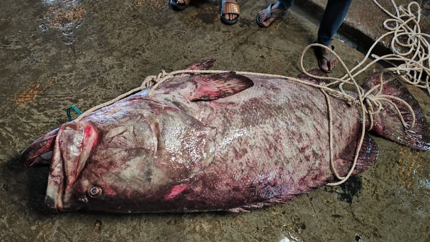 সাগরে ধরা পড়ল ২০০ কেজির বোল মাছ 