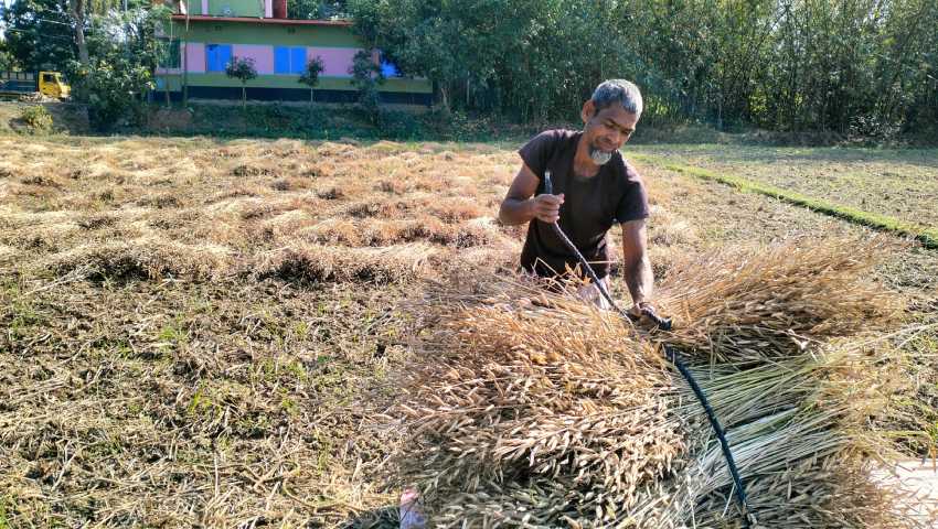 তানোরে সরিষা মাড়াইয়ের ধুম, দাম নিয়ে হতাশ চাষিরা
