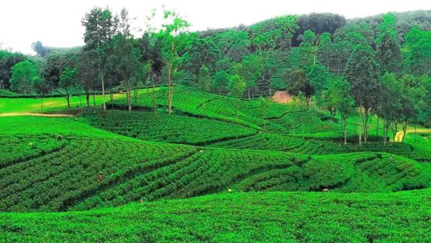 স্বস্তির বৃষ্টিতে সতেজ চা-বাগান