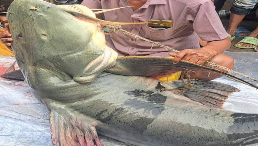 ৯০ কেজির বাঘাইর লাখ টাকায় বিক্রি
