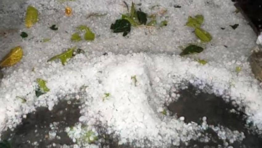 শিলাবৃষ্টিতে বোরো ধানের ব্যাপক ক্ষতি