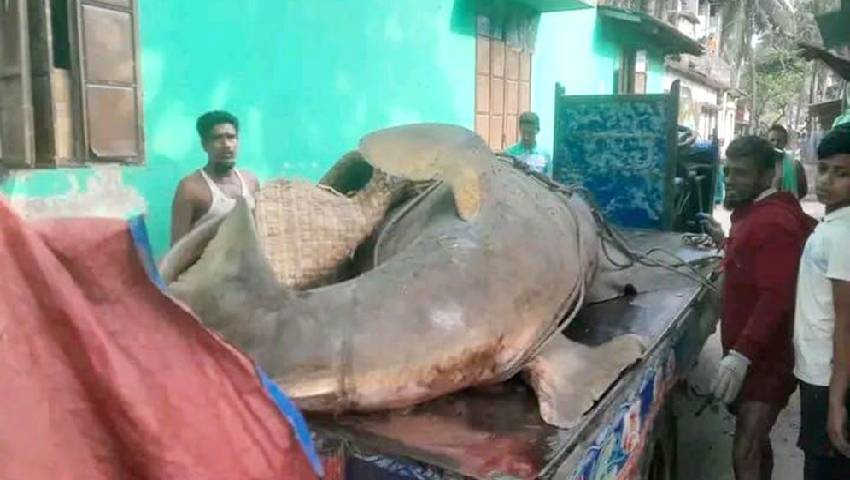 ২৫ মণের দানব খটক আড়াই লাখে বিক্রি