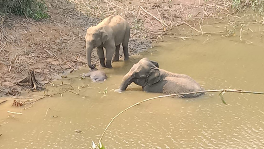 ডোবায় শাবকের মরদেহ, পাশে হাতি দম্পতি