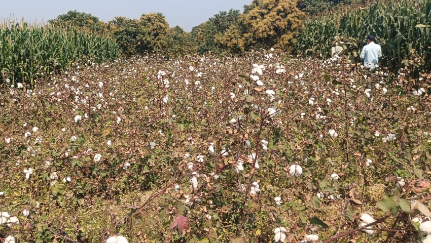 চুয়াডাঙ্গায় তুলার বাম্পার ফলন, শত কোটি টাকার বিক্রি