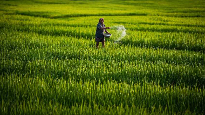 দ্বিমুখী সংকটে বোরোচাষিরা