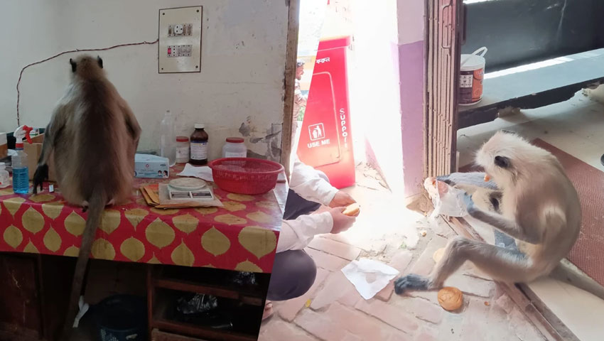 চিকিৎসা নিতে নিজেই হাসপাতালে হাজির হনুমান