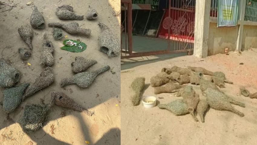 খেতের ধান খেয়ে ফেলায় বাবুই পাখির ২৯ ছানা হত্যা
