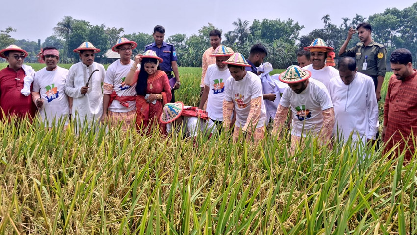 ধান কেটে ব্যতিক্রমী পহেলা বৈশাখ উদযাপন 