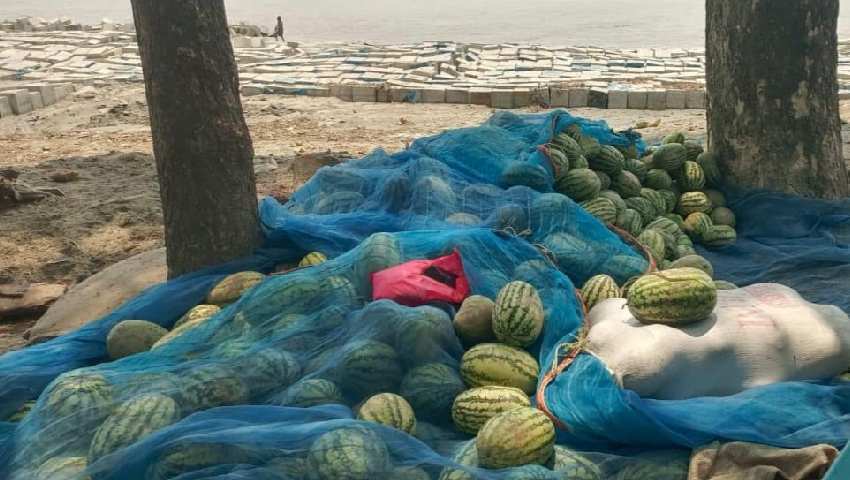 কৃষকের ফসলে বিএনপির ৫ নেতার থাবা